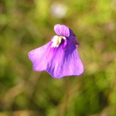 Utricularia dichotoma (Fairy Aprons, Purple Bladderwort) at Kambah, ACT - 30 Dec 2010 by MatthewFrawley