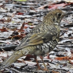 Zoothera lunulata (Bassian Thrush) at Paddys River, ACT - 23 Jan 2017 by JohnBundock