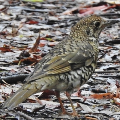 Zoothera lunulata (Bassian Thrush) at Paddys River, ACT - 23 Jan 2017 by JohnBundock