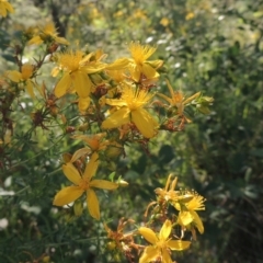 Hypericum perforatum (St John's Wort) at Paddys River, ACT - 10 Dec 2016 by MichaelBedingfield