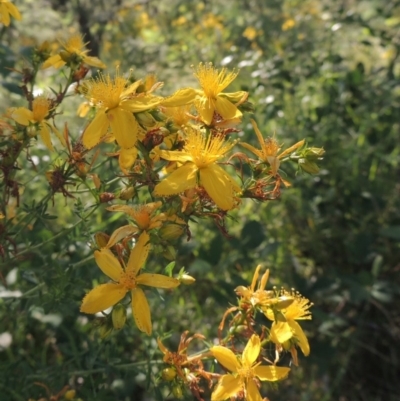 Hypericum perforatum (St John's Wort) at Pine Island to Point Hut - 10 Dec 2016 by michaelb