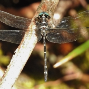 Eusynthemis guttata at Paddys River, ACT - 24 Jan 2017 10:31 AM