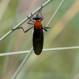 Cabasa pulchella at Cotter River, ACT - 24 Jan 2017