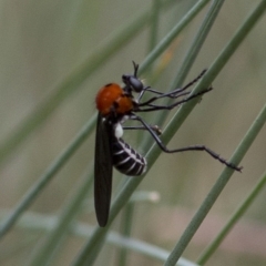 Cabasa pulchella at Cotter River, ACT - 24 Jan 2017