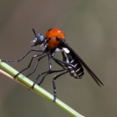 Cabasa pulchella at Cotter River, ACT - 24 Jan 2017