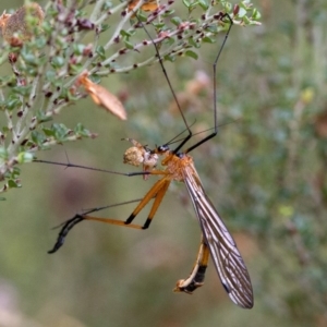 Harpobittacus australis at Cotter River, ACT - 24 Jan 2017 01:00 PM