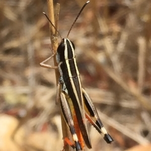Macrotona australis at Googong, NSW - 24 Jan 2017 07:16 PM