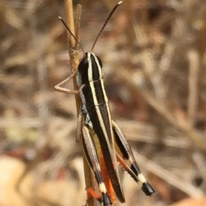 Macrotona australis at Googong, NSW - 24 Jan 2017