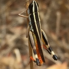 Macrotona australis at Googong, NSW - 24 Jan 2017 07:16 PM