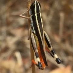 Macrotona australis at Googong, NSW - 24 Jan 2017