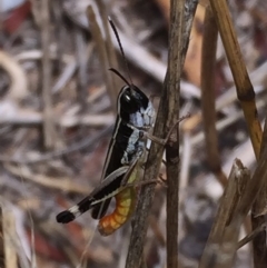 Macrotona australis at Googong, NSW - 24 Jan 2017 07:16 PM
