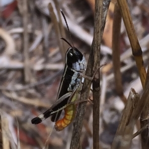 Macrotona australis at Googong, NSW - 24 Jan 2017 07:16 PM