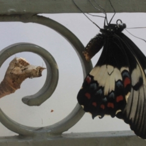 Papilio aegeus at O'Connor, ACT - 22 Jan 2012 12:00 AM