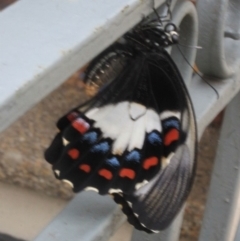 Papilio aegeus at O'Connor, ACT - 22 Jan 2012 12:00 AM