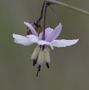 Arthropodium milleflorum at Cotter River, ACT - 24 Jan 2017 12:54 PM