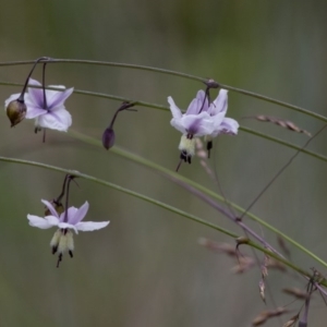 Arthropodium milleflorum at Cotter River, ACT - 24 Jan 2017