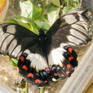 Papilio aegeus at Higgins, ACT - 14 May 2011