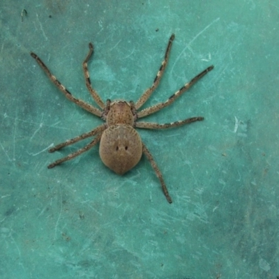 Neosparassus sp. (genus) (Badge huntsman) at Higgins, ACT - 17 Oct 2005 by AlisonMilton