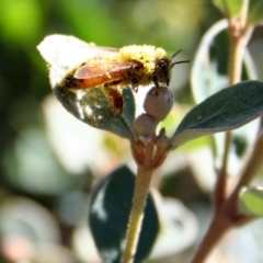 Apis mellifera (European honey bee) at Higgins, ACT - 4 Mar 2006 by AlisonMilton