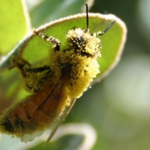 Apis mellifera at Higgins, ACT - 4 Mar 2006