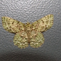 Hypodoxa muscosaria (Textured Emerald) at Higgins, ACT - 27 Dec 2005 by Alison Milton