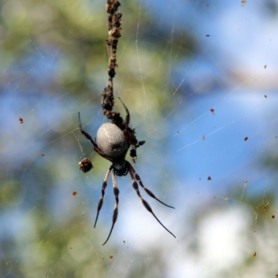 Trichonephila edulis (Golden orb weaver) at Higgins, ACT - 25 Mar 2006 by AlisonMilton