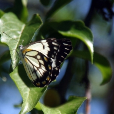 Belenois java (Caper White) at Higgins, ACT - 15 Nov 2008 by AlisonMilton