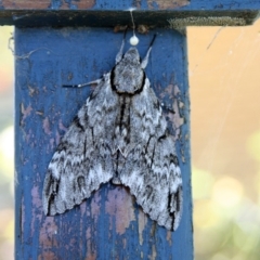 Psilogramma casuarinae (Privet Hawk Moth) at Higgins, ACT - 2 Jan 2008 by AlisonMilton