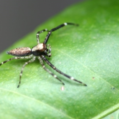 Helpis minitabunda (Threatening jumping spider) at Higgins, ACT - 14 Dec 2008 by AlisonMilton