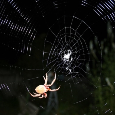 Hortophora transmarina (Garden Orb Weaver) at Higgins, ACT - 18 Feb 2006 by AlisonMilton