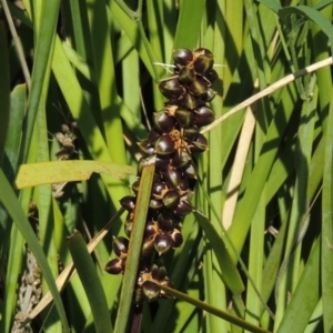 Lomandra longifolia at Pine Island to Point Hut - 10 Dec 2016