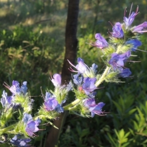 Echium vulgare at Pine Island to Point Hut - 10 Dec 2016 07:03 PM