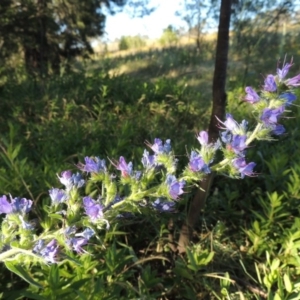 Echium vulgare at Pine Island to Point Hut - 10 Dec 2016 07:03 PM