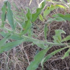 Echium vulgare at Pine Island to Point Hut - 10 Dec 2016 07:03 PM