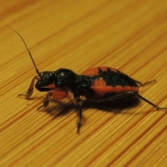 Ectomocoris patricius at Bonython, ACT - 22 Dec 2016