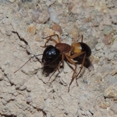 Camponotus consobrinus at Gordon, ACT - 19 Dec 2016