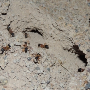 Camponotus consobrinus at Gordon, ACT - 19 Dec 2016