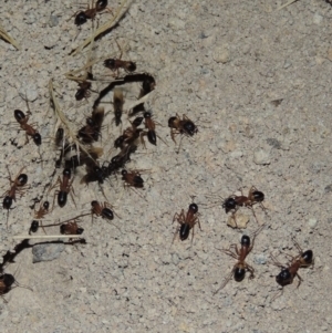 Camponotus consobrinus at Gordon, ACT - 19 Dec 2016