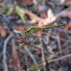 Diplacodes bipunctata (Wandering Percher) at Aranda Bushland - 24 Jan 2017 by CathB