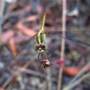 Diplacodes bipunctata at Belconnen, ACT - 25 Jan 2017 08:21 AM