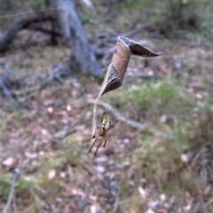 Phonognatha graeffei (Leaf Curling Spider) at Point 4081 - 24 Jan 2017 by CathB