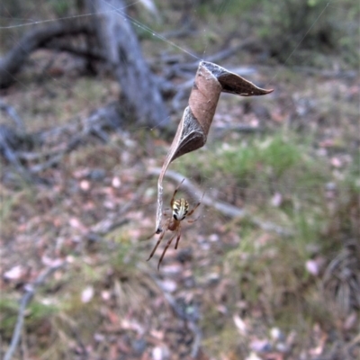 Phonognatha graeffei (Leaf Curling Spider) at Aranda, ACT - 24 Jan 2017 by CathB