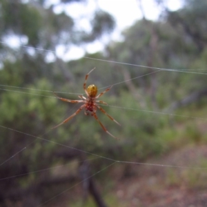 Phonognatha graeffei at Point 4081 - 25 Jan 2017 07:36 AM