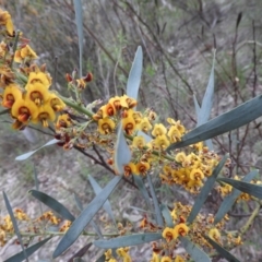 Daviesia mimosoides (Bitter Pea) at Wanniassa Hill - 28 Oct 2016 by RyuCallaway