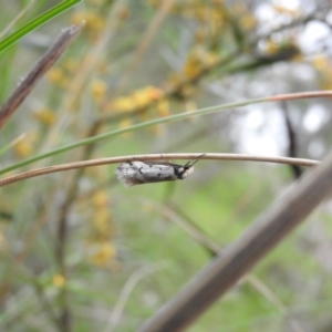 Philobota lysizona at Fadden, ACT - 29 Oct 2016 08:43 AM