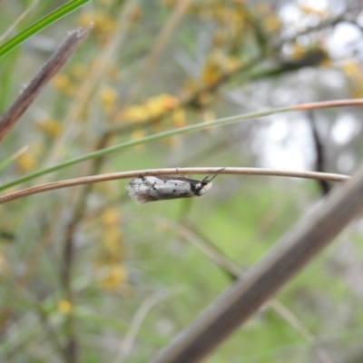 Philobota lysizona (A concealer moth) at Wanniassa Hill - 28 Oct 2016 by RyuCallaway