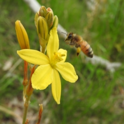 Apis mellifera (European honey bee) at Fadden, ACT - 28 Oct 2016 by RyuCallaway