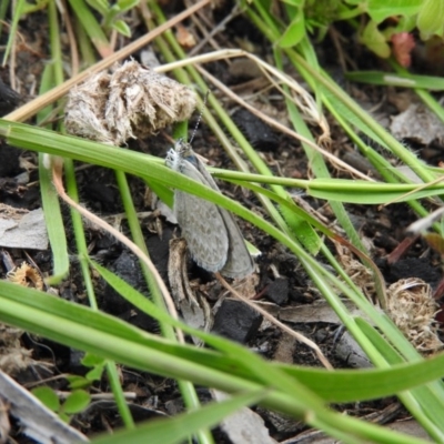 Zizina otis (Common Grass-Blue) at Wanniassa Hill - 28 Oct 2016 by RyuCallaway