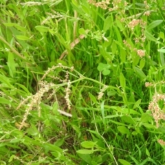 Rumex acetosella (Sheep Sorrel) at Wanniassa Hill - 29 Oct 2016 by ArcherCallaway