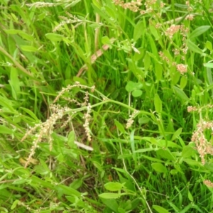 Rumex acetosella at Wanniassa Hill - 29 Oct 2016